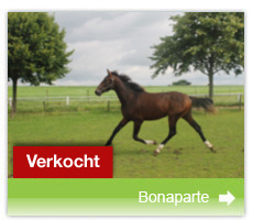 veulen