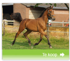 Te koop