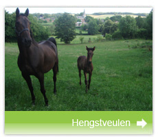 veulen
