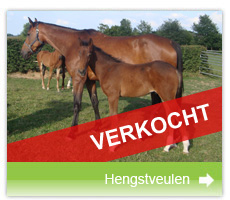 veulen
