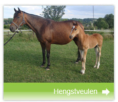 veulen